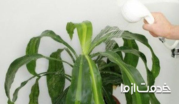 گیاهانتان را حمام کنید